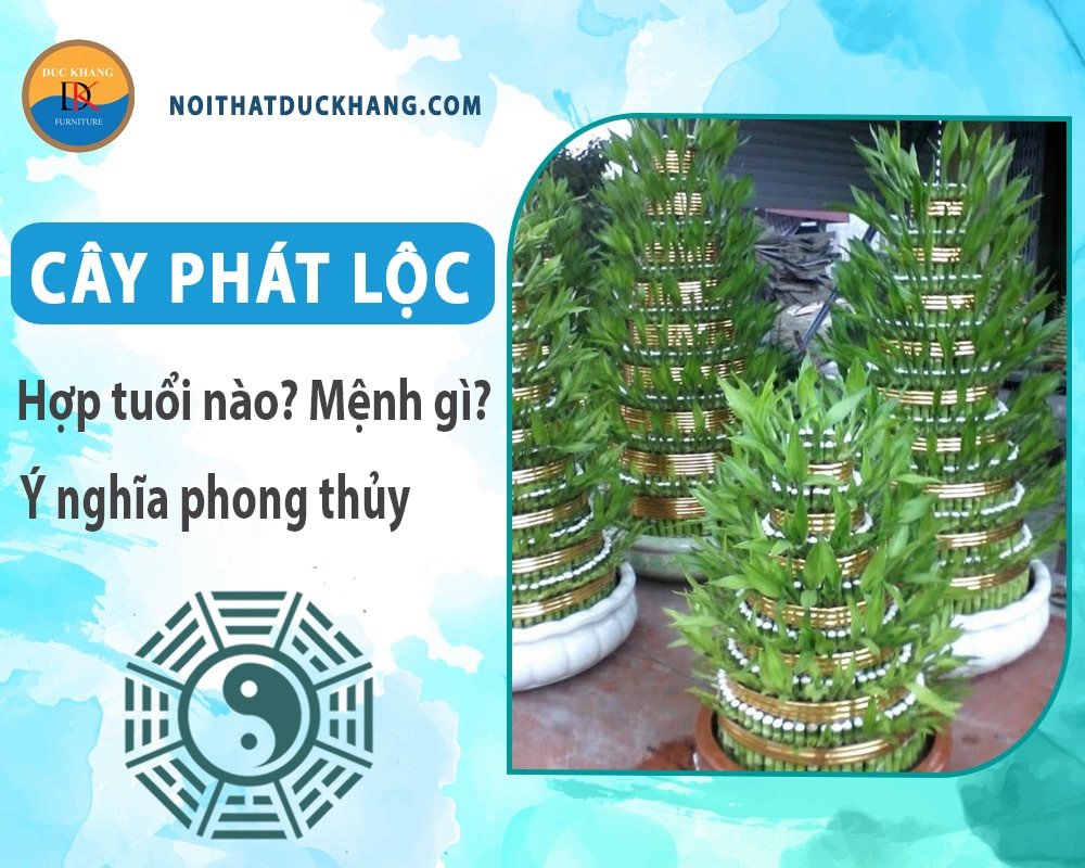 Tác dụng phong thủy của cây phát lộc mang lại vượng khí