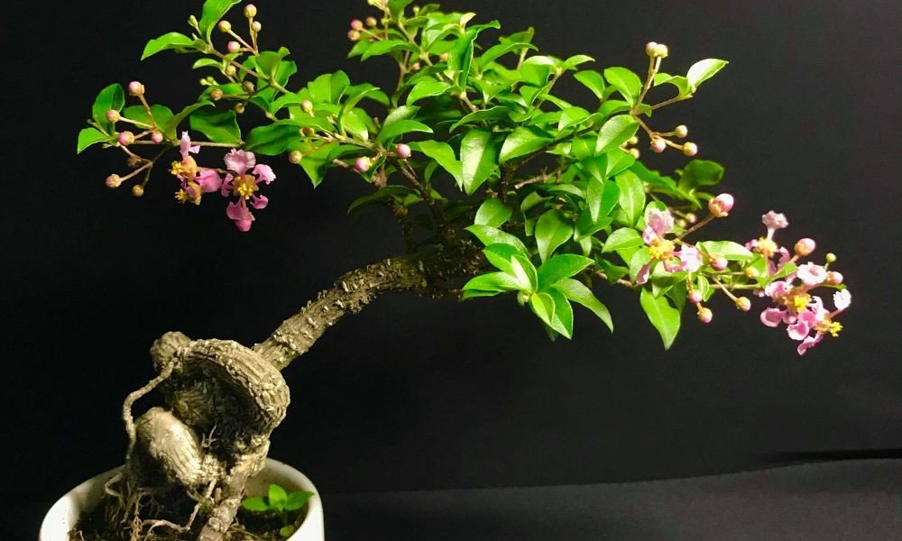 Tạo dáng bonsai nghệ thuật cho cây hồng ngọc mai mini