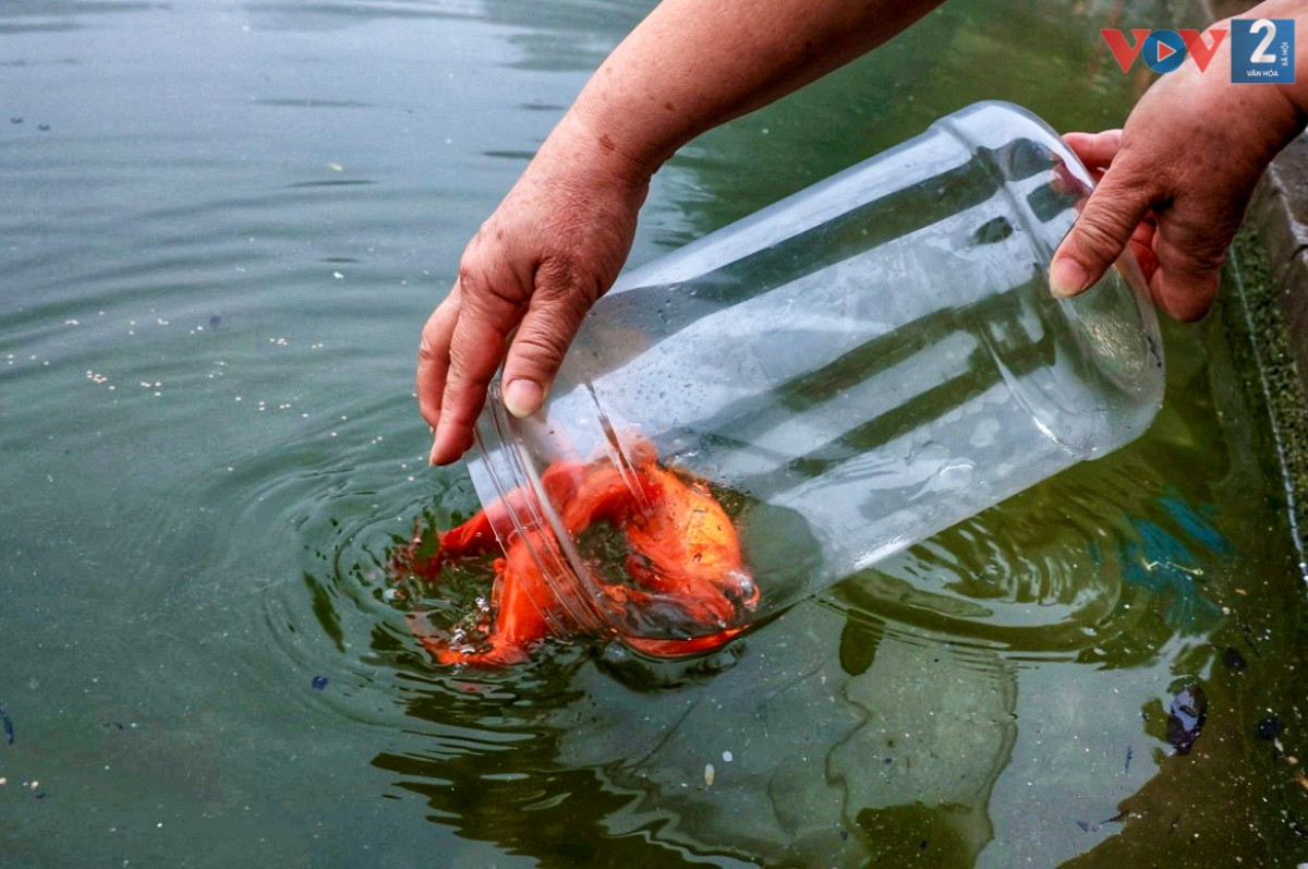 Thả cá chép vàng xuống sông hồ sau lễ cúng ông táo, cầu mong may mắn