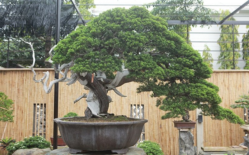 Thị trường mua bán cây tùng la hán với đa dạng mức giá
