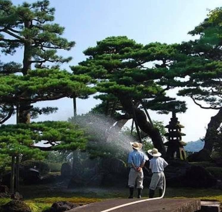 Thường xuyên cắt tỉa để cây tùng la hán bonsai giữ được hình dáng đẹp và phát triển cân đối