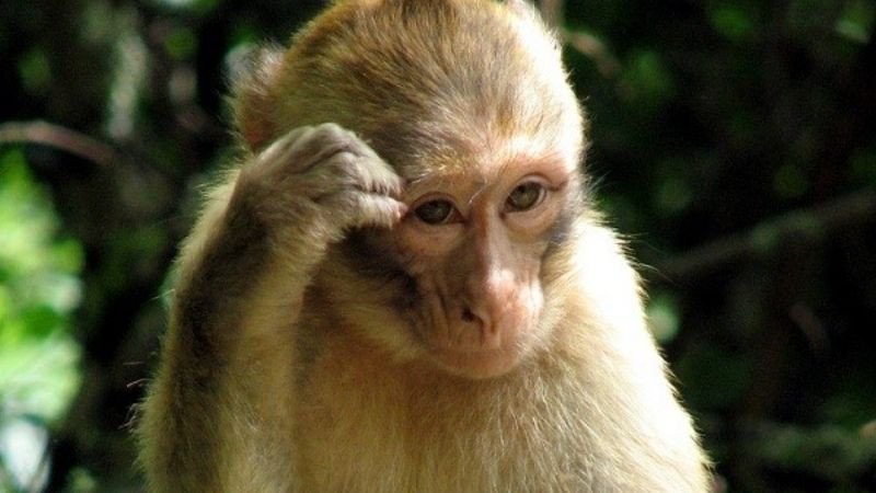 Tính cách thông minh, nhanh nhẹn và hòa đồng của người tuổi Mậu Thân 2028