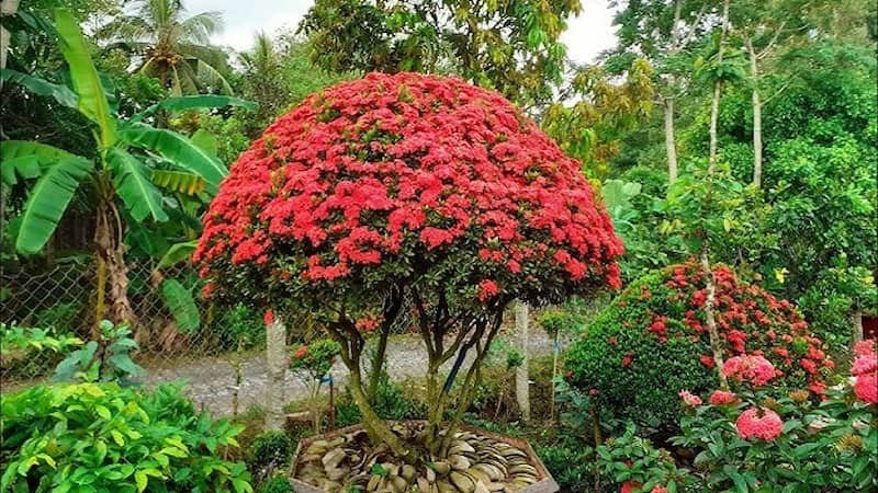 Tổng quan về các mệnh hợp với cây bông trang, đặc biệt là Hỏa và Mộc