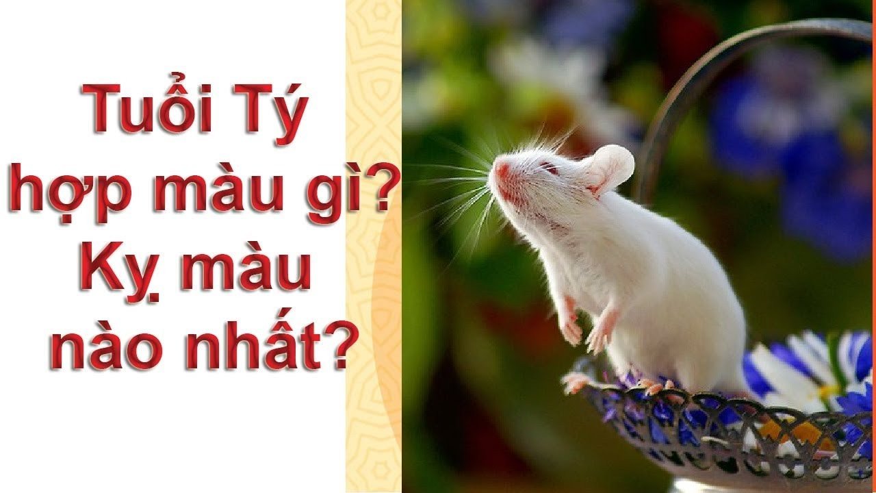 Tổng quan về người tuổi Tý và yếu tố phong thủy