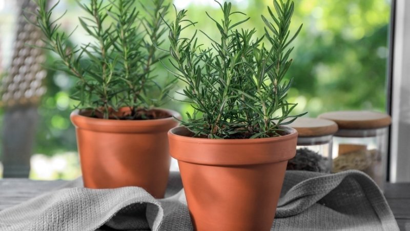 Tránh những điều kiêng kỵ khi trồng cây hương thảo