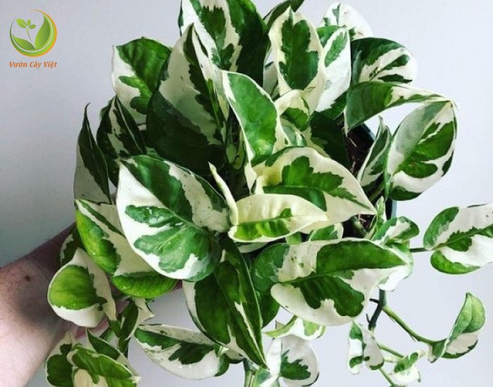 Trầu Bà Cẩm Thạch hợp với người mệnh Kim, mang lại tài lộc và may mắn