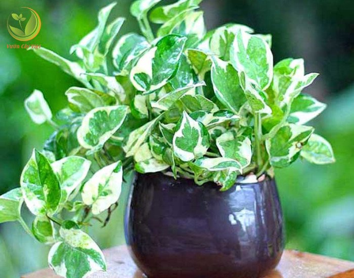 Trầu Bà Cẩm Thạch là cây thân thảo, lá hình trái tim, màu xanh pha vệt trắng