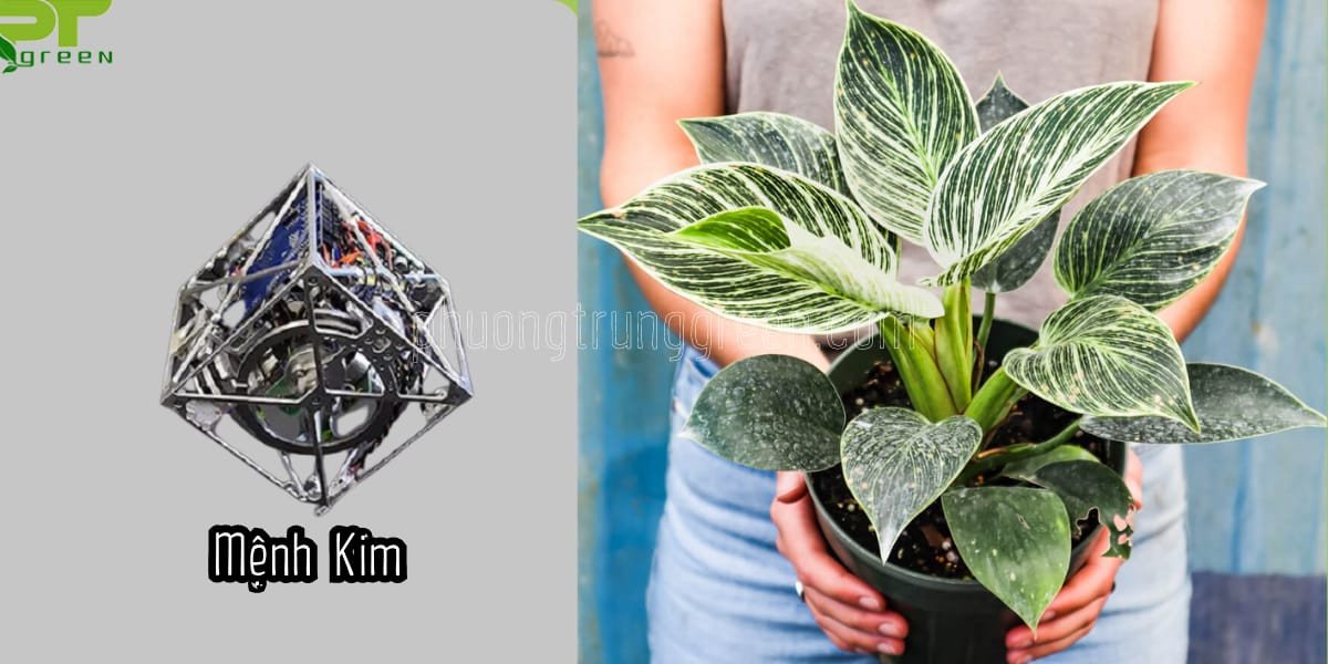 Trầu Bà Kim Cương Hợp Mệnh Gì theo Ngũ Hành