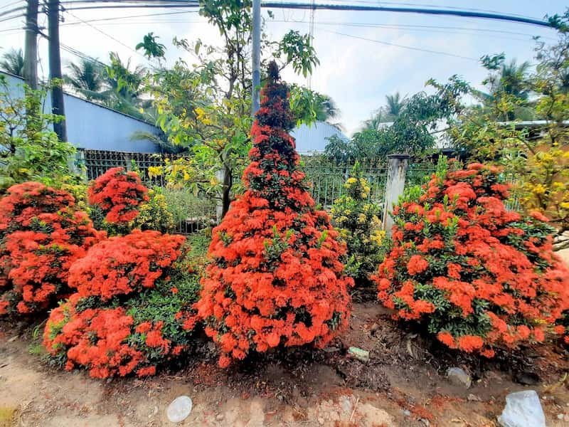 Trồng cây bông trang trước nhà để xua đuổi tà khí và thu hút điều lành