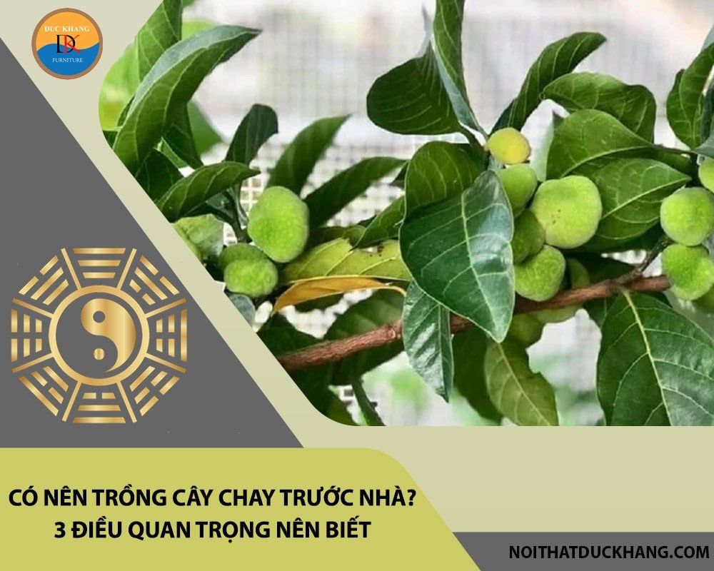 Trồng cây chay trước nhà đúng vị trí phong thủy, thu hút năng lượng tốt.