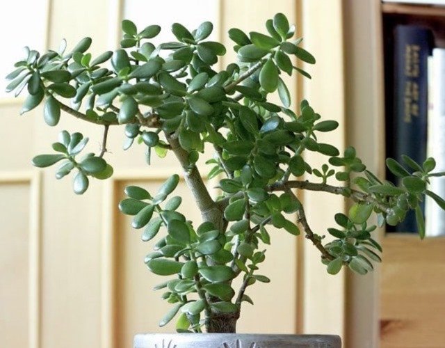 Trồng cây ngọc bích trong nhà giúp thanh lọc không khí và mang lại sinh khí