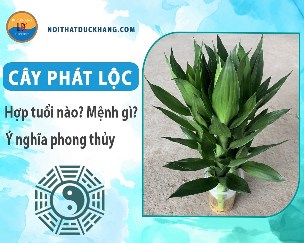 Trồng cây phát lộc thủy sinh tại nhà