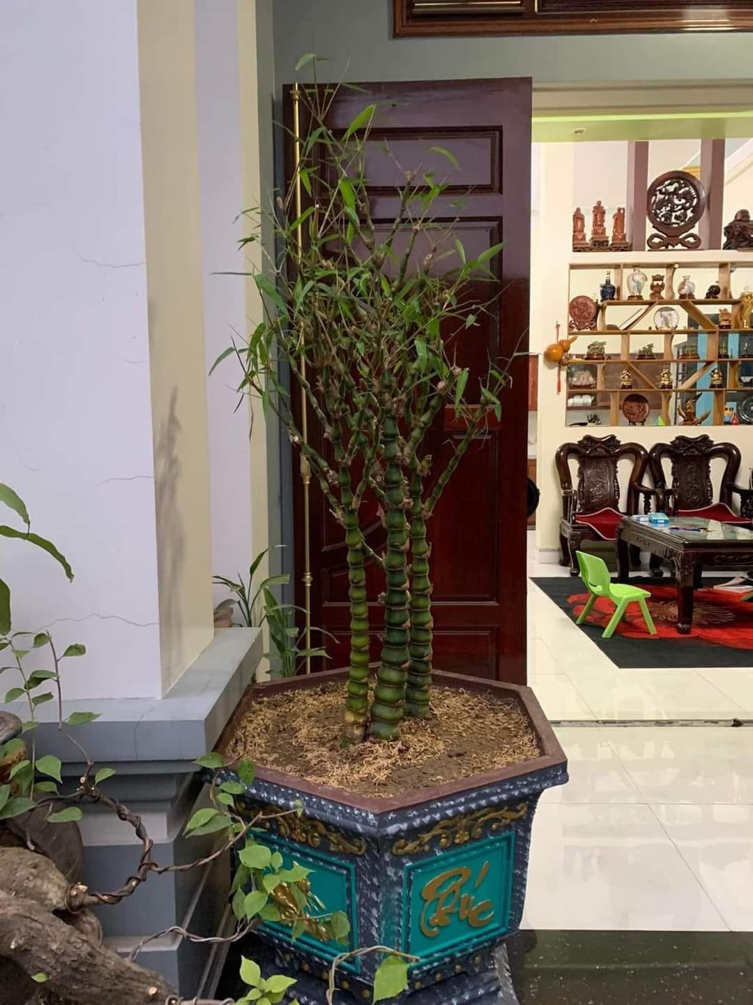 Trúc Quan Âm mang lại hạnh phúc gia đình