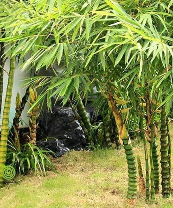Trúc Quan Âm sinh trưởng thành bụi