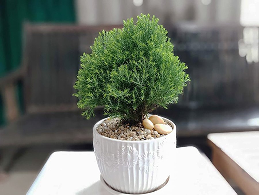 Tùng Bồng Lai trang trí trong nhà, mang lại vẻ đẹp tự nhiên