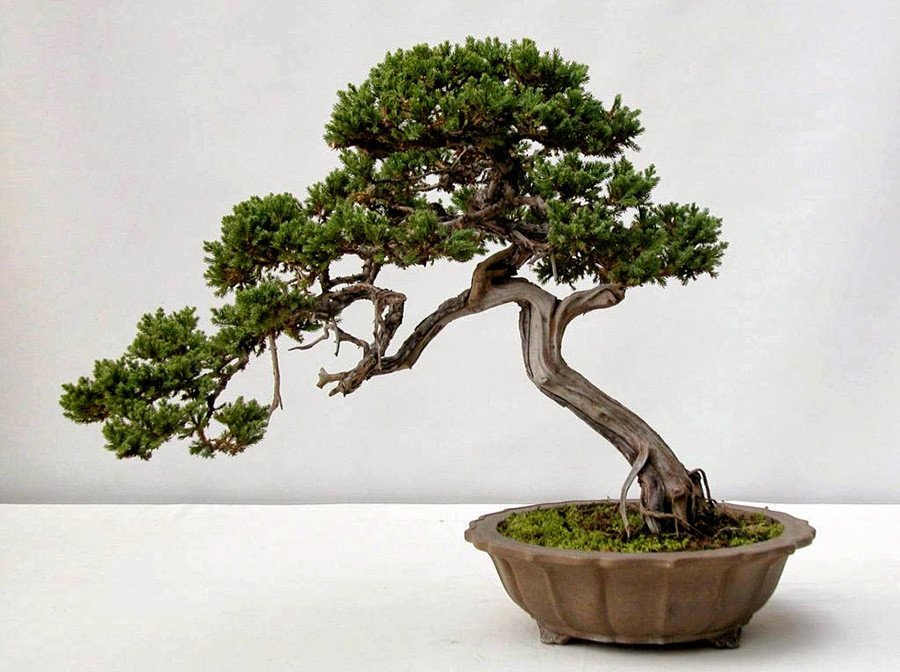 Tùng Bồng Lai trong chậu, dáng đẹp