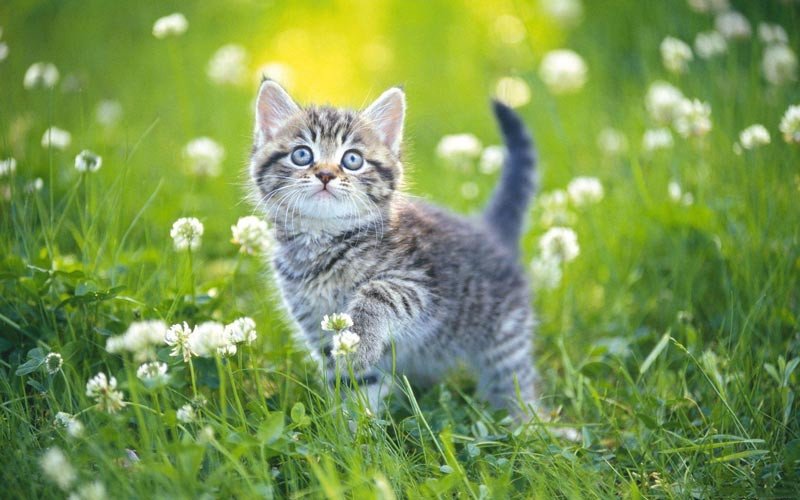 Tuổi Đinh Mão và con giáp Mão