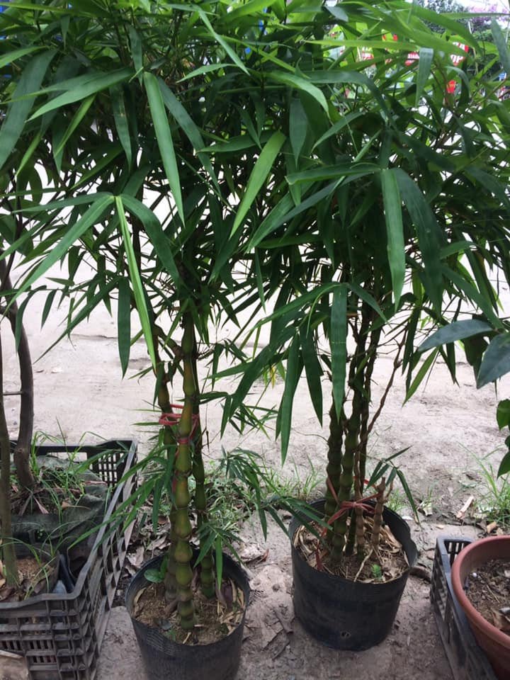 Tưới nước cho Trúc Quan Âm