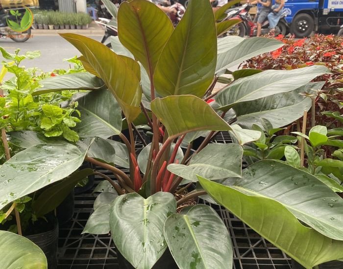Tưới nước đúng cách cho cây trầu bà đế vương đỏ trồng trong chậu
