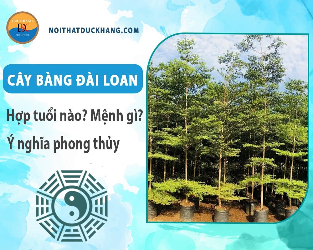 Vẻ đẹp cân đối của Cây Bàng Đài Loan