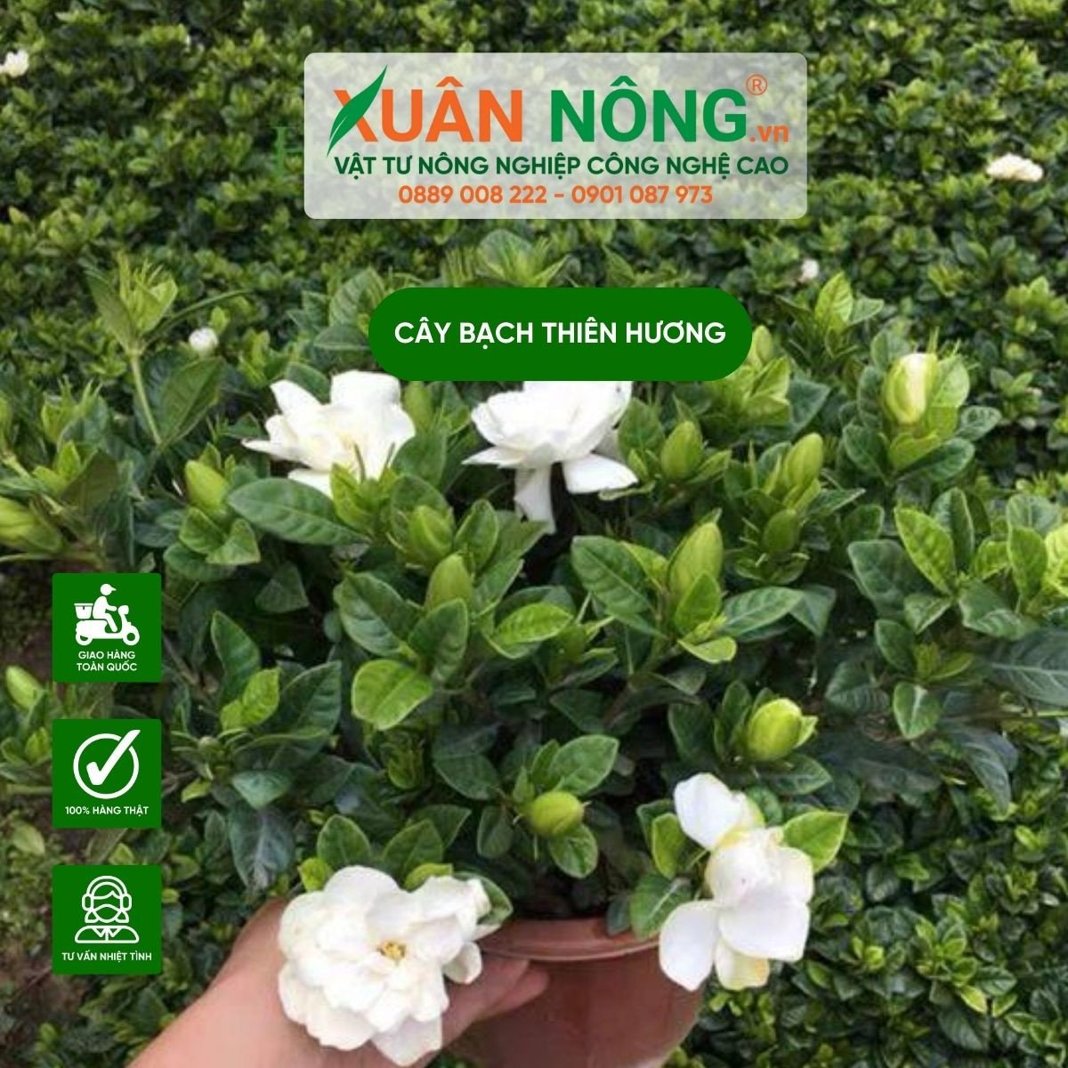 Vẻ đẹp thanh tao của cây bạch thiên hương trong không gian sống gia đình