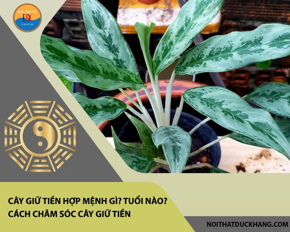 Vị trí đặt cây giữ tiền trong phòng khách thu hút tài lộc và sự thịnh vượng