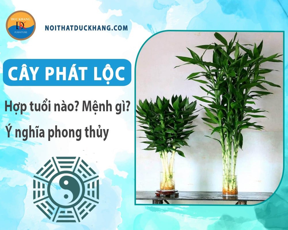Vị trí đặt cây phát lộc hợp phong thủy, mang lại may mắn