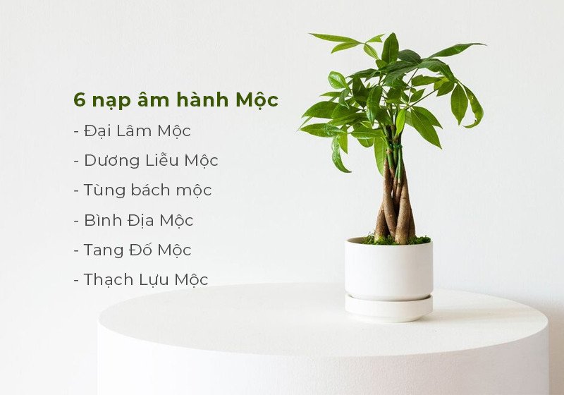 Ý nghĩa 6 nạp âm hành Mộc trong phong thủy
