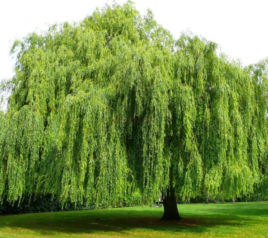 Ý nghĩa mệnh Dương Liễu Mộc của người sinh năm 2002