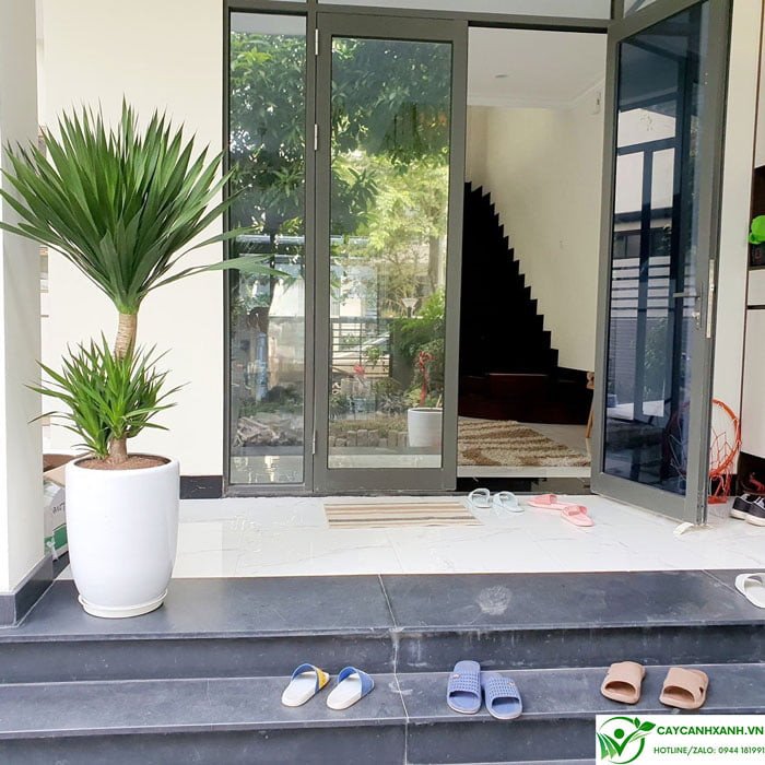Ý nghĩa phong thủy của cây phát tài núi