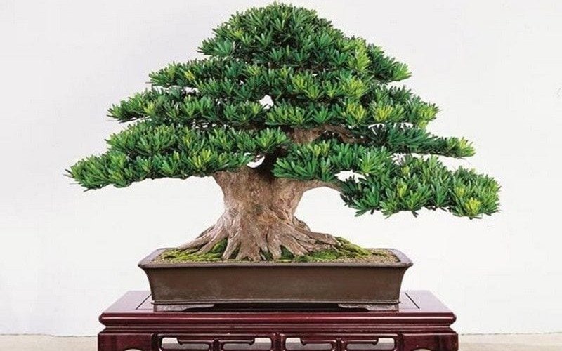 Ý nghĩa phong thủy của cây tùng la hán mang lại may mắn