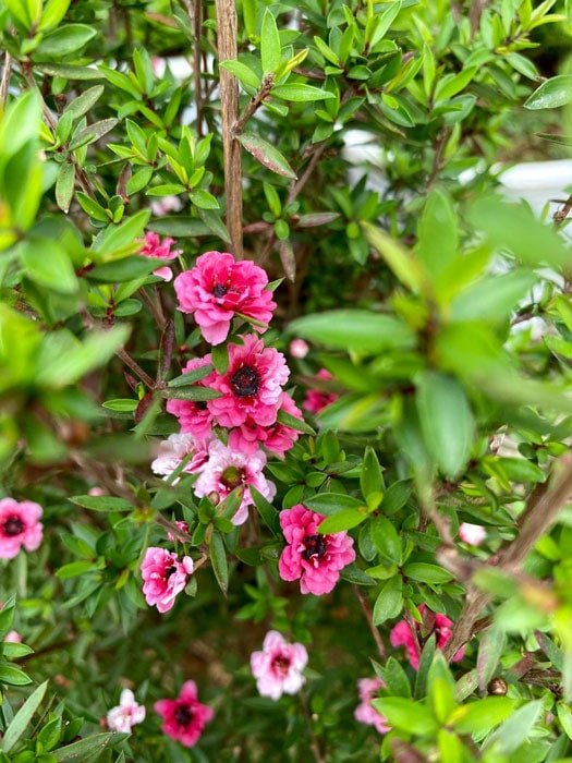 Ý nghĩa phong thủy của cây tùng tuyết mai trong đời sống
