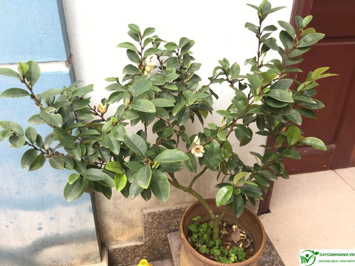 Ý nghĩa sâu sắc của cây lan tiêu