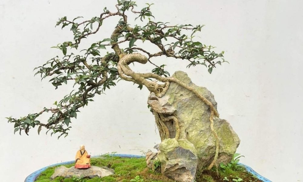 Ý nghĩa tài lộc và may mắn từ cây hồng ngọc mai phong thủy