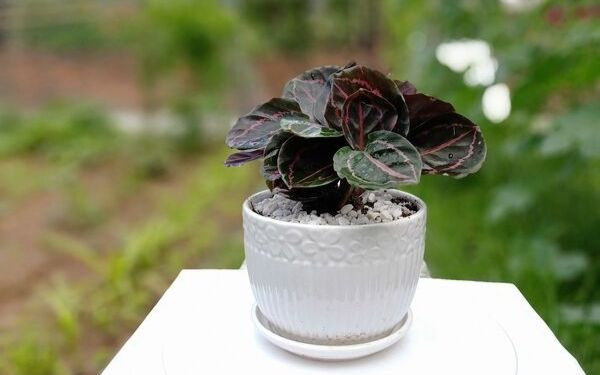 Cây đuôi công thân thảo với tán lá xanh đẹp mắt