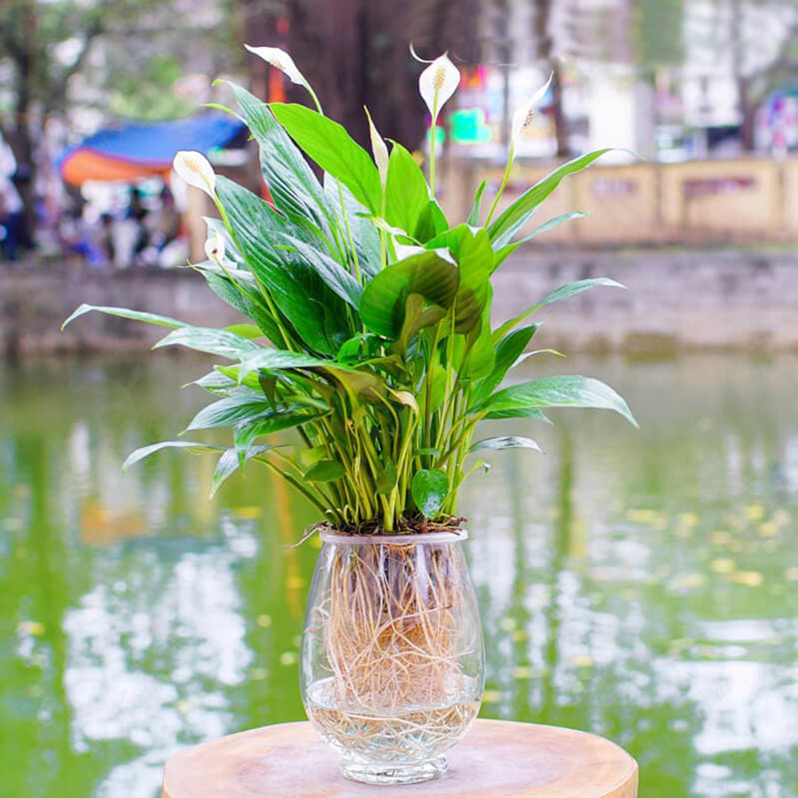 Cây lan ý thanh lọc không khí hợp mệnh gia chủ