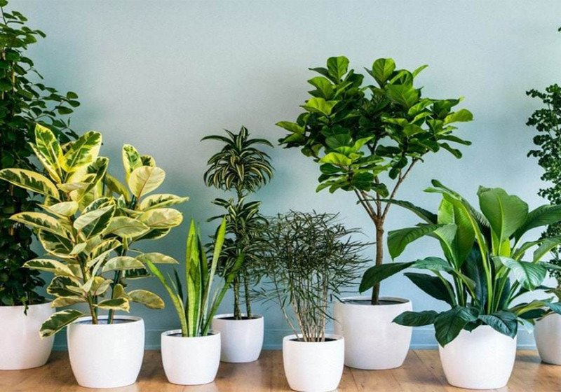 Cây phong thủy hợp với người mệnh Thổ