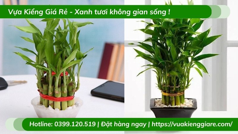 Cây trúc phú quý lá xanh mướt