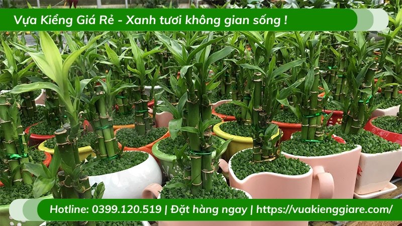 Cây trúc phú quý trang trí nhà ở