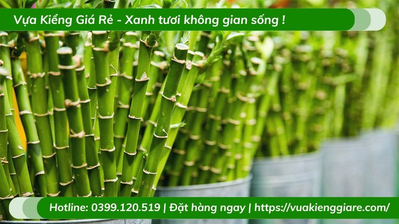 Cây trúc phú quý với ý nghĩa phong thủy
