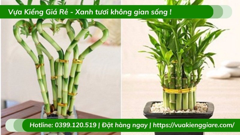 Chậu cây trúc phú quý trang trí bàn
