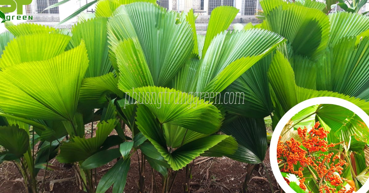 Đặc điểm hình thái của cây cọ Nhật phong thủy