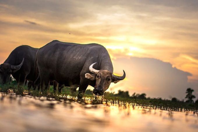 Em bé tuổi Tân Sửu 2021 đáng yêu