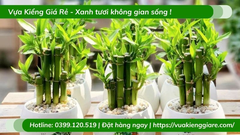 Hình ảnh cận cảnh cây trúc phú quý