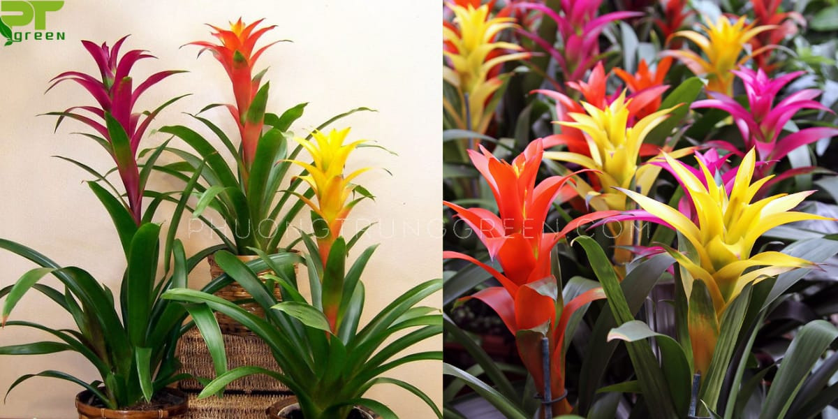 Hình ảnh chi tiết cây phong lộc hoa với lá xanh và hoa đỏ rực