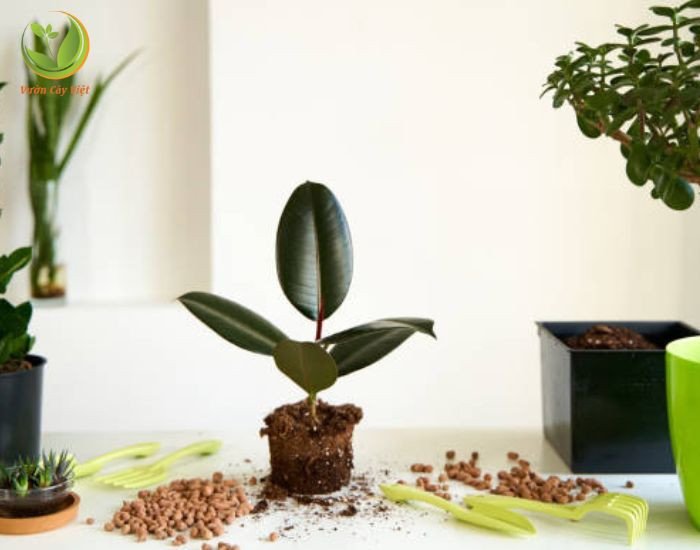 Hình ảnh một chậu đa búp đỏ được chăm sóc tốt với lá xanh mướt và đất tơi xốp