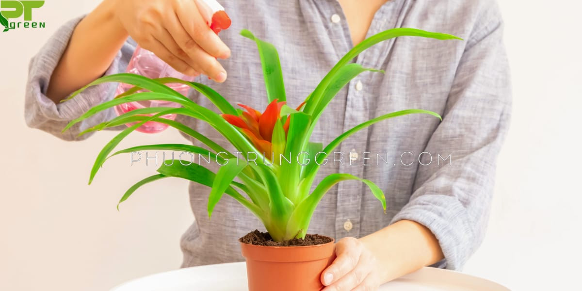 Hướng dẫn chăm sóc cây phong lộc hoa để cây phát triển tốt và ra hoa đẹp