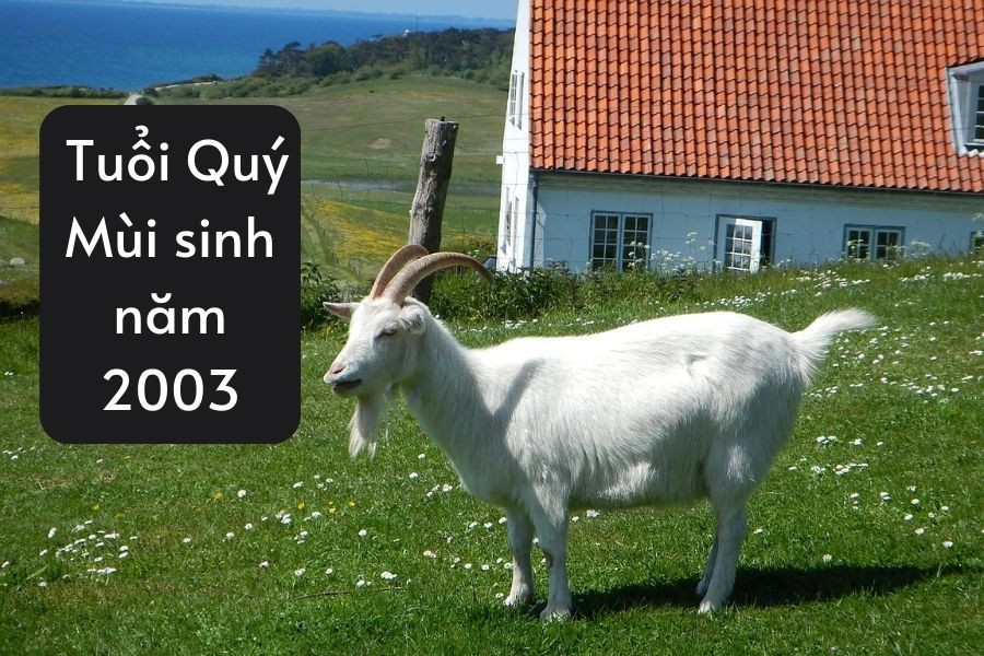 Mệnh Mộc của người sinh năm 2003 Quý Mùi