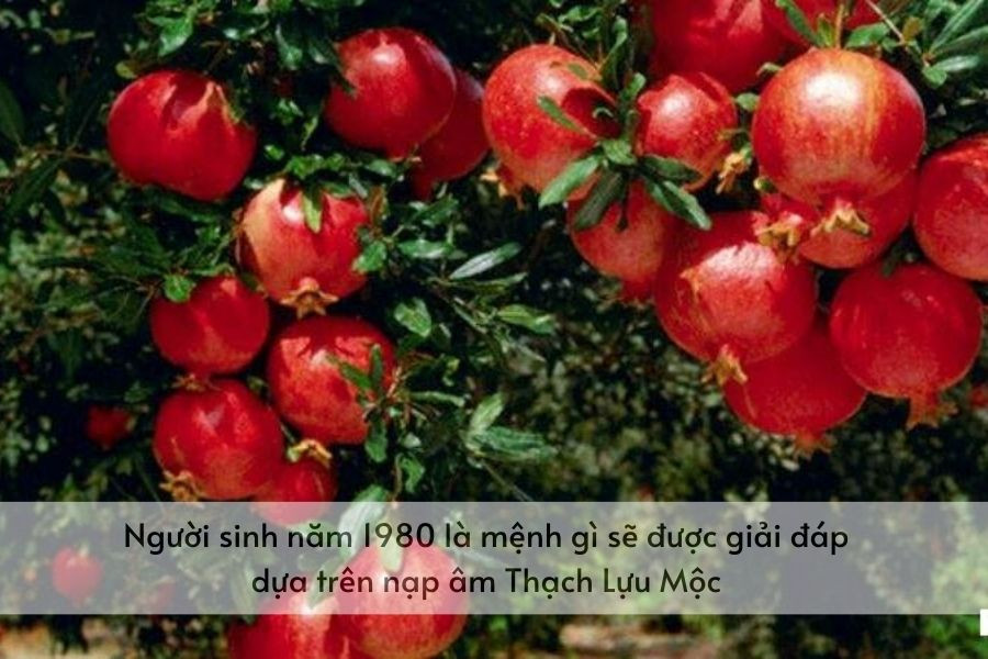 Người sinh năm 1980 cung mệnh gì được giải đáp chi tiết qua nạp âm Thạch Lựu Mộc