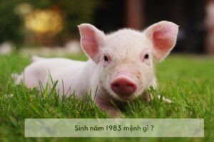 Người tuổi Quý Hợi 1983 cầm tinh con Heo với mệnh Thủy Đại Hải Thủy